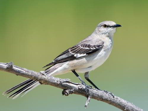 BIRDS OF TENNESSEE [COMMON, NATIVE, EASTERN]: State bird of Tennessee: Northern Mockingbird
