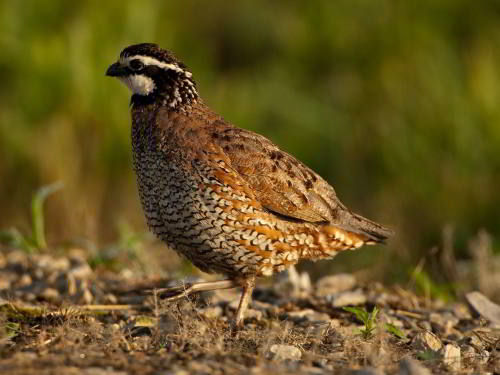 BIRDS OF TENNESSEE [COMMON, NATIVE, EASTERN]: State game bird of Tennessee: Bobwhite Quail